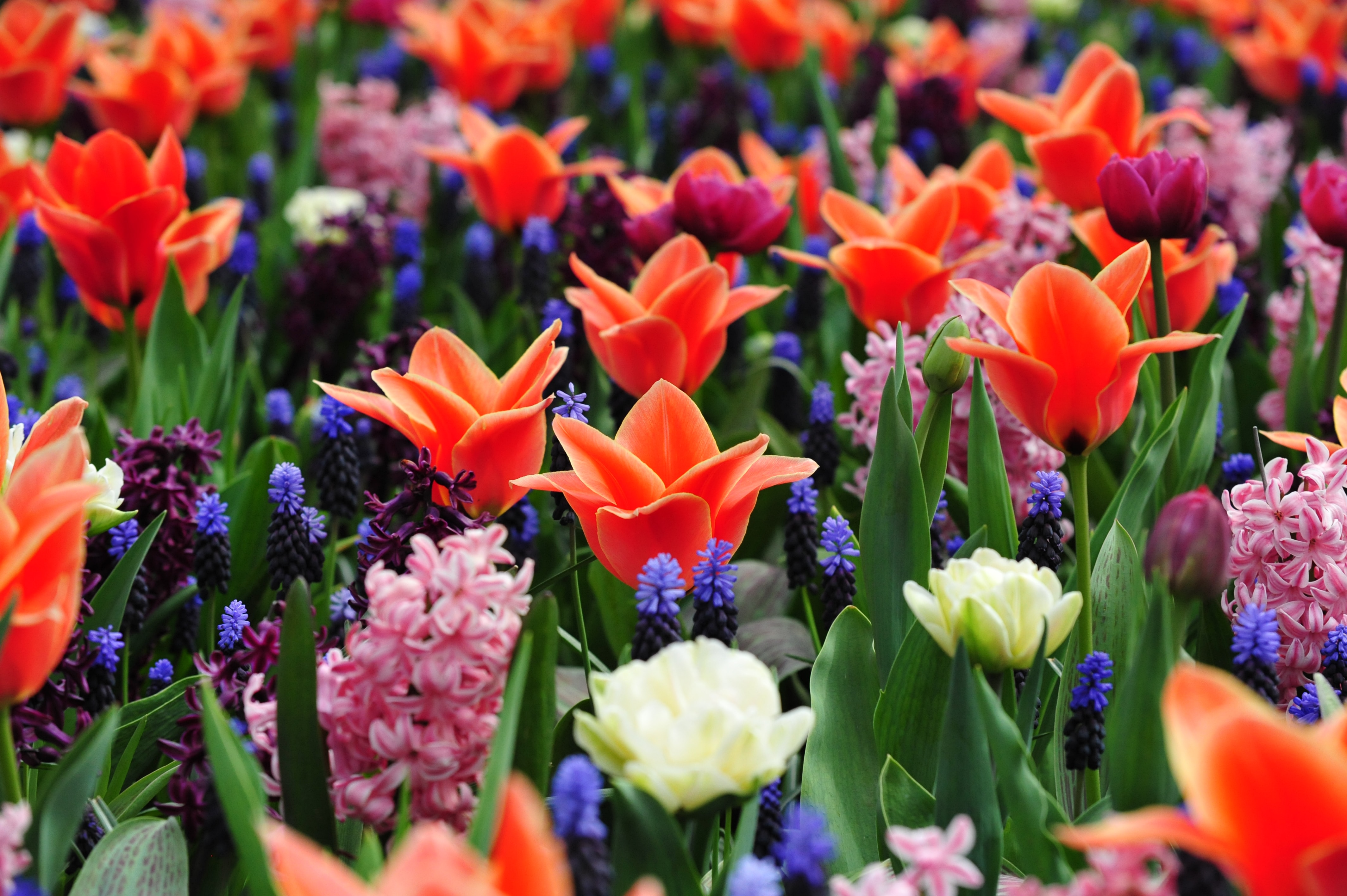 Keukenhof in Holland - S6047
