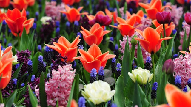 Keukenhof in Holland - S6047