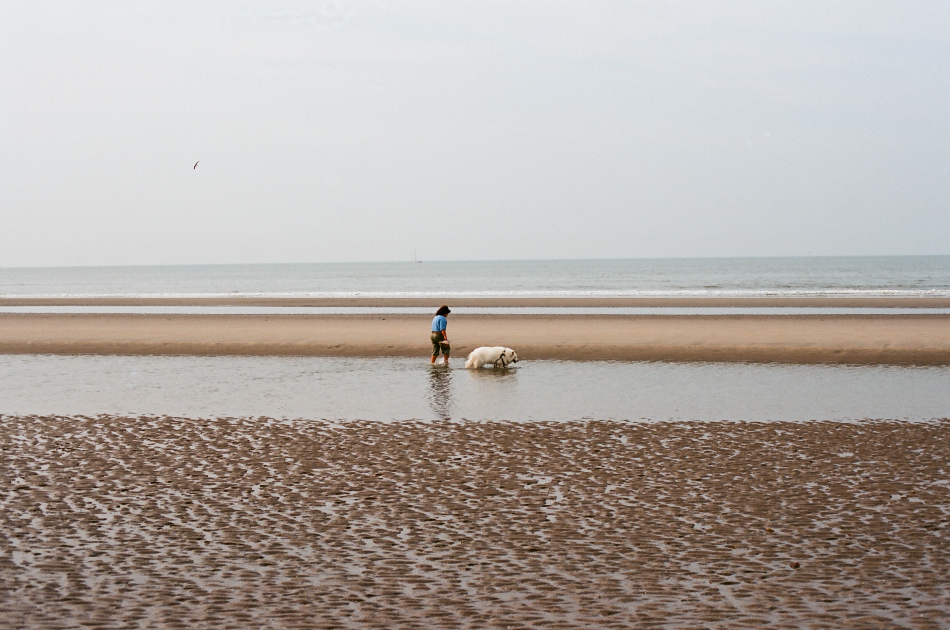 Blankenberge Boulevard Beach in Belgium - S4120 
