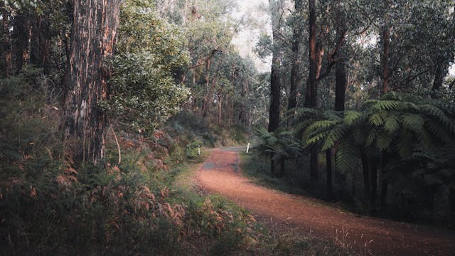Australian Forest Jog - S6066