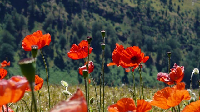 Mountains & Wildflowers - S2045