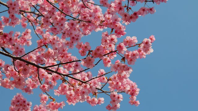 Cherry Blossom Walk - S6023