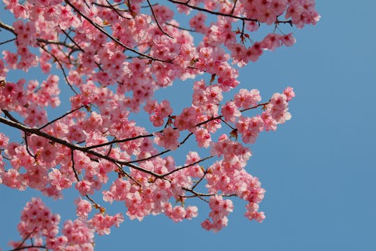 Cherry Blossom Walk - S6023