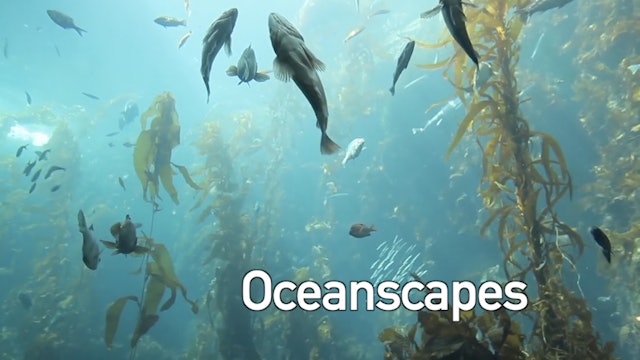 Oceanscapes