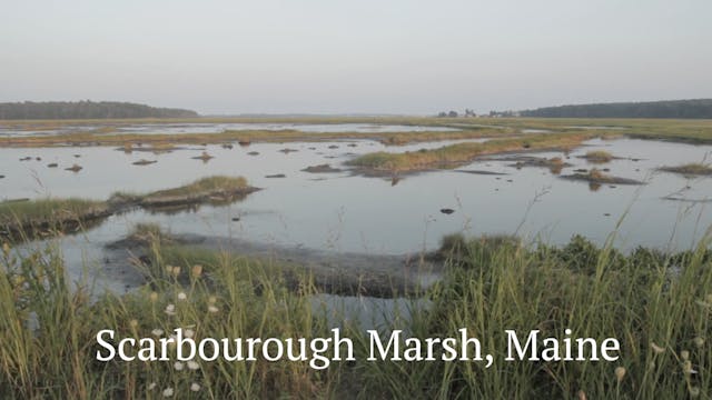 S217 - Scarbourough Marsh