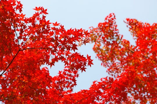 Red Wood Forest in California - S4012