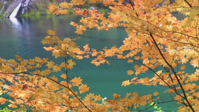 "Autumn, Ponds, Flowers, Horses" - S2010