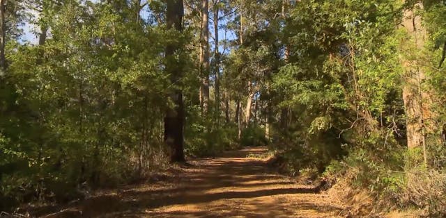 Forest Walk on Sunny Day - S6001 