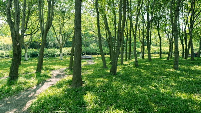 Ancient Forest in London - S6034