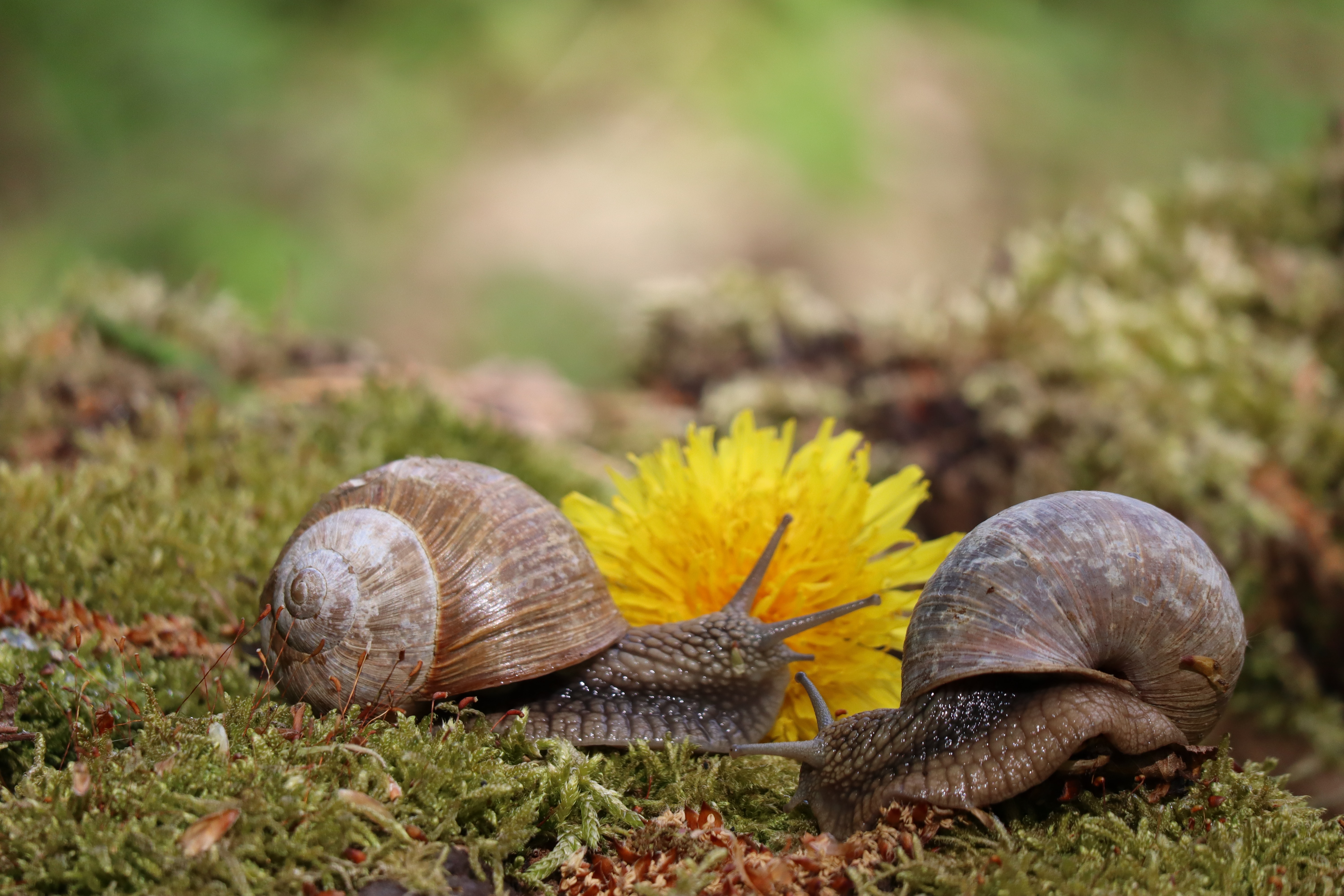 One with Nature - S260