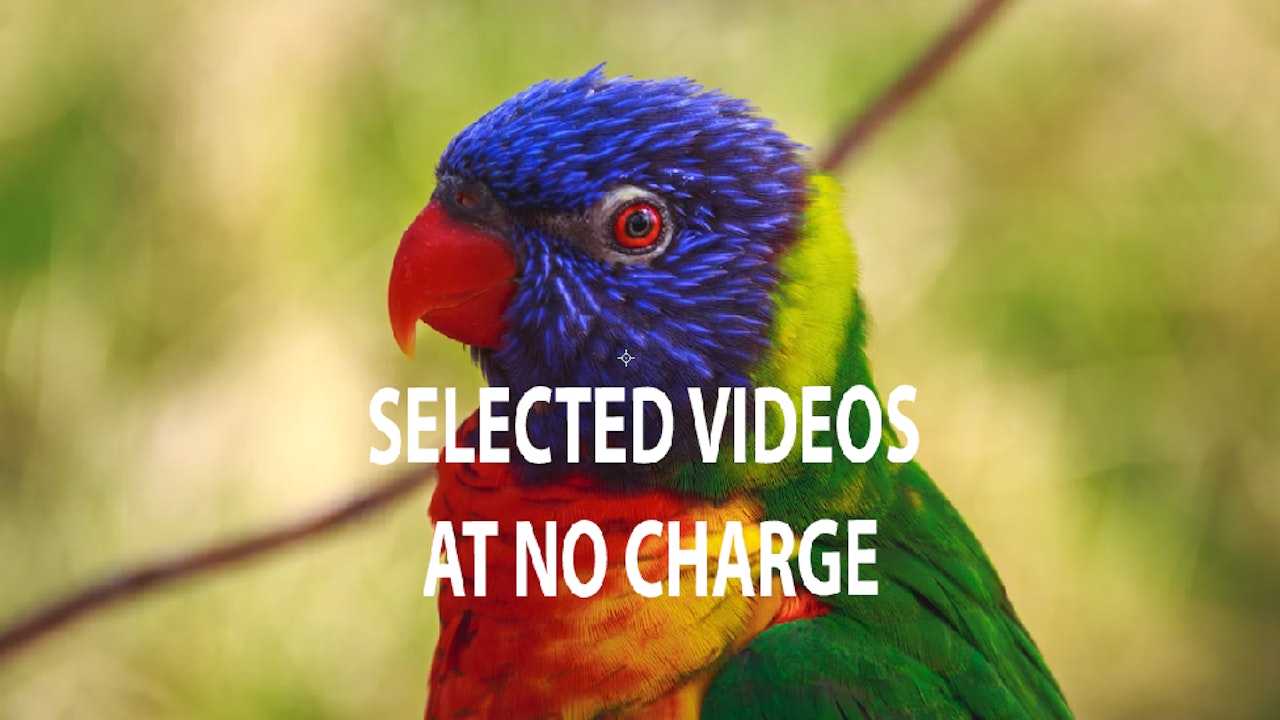 Selected therapeutic videos at no charge