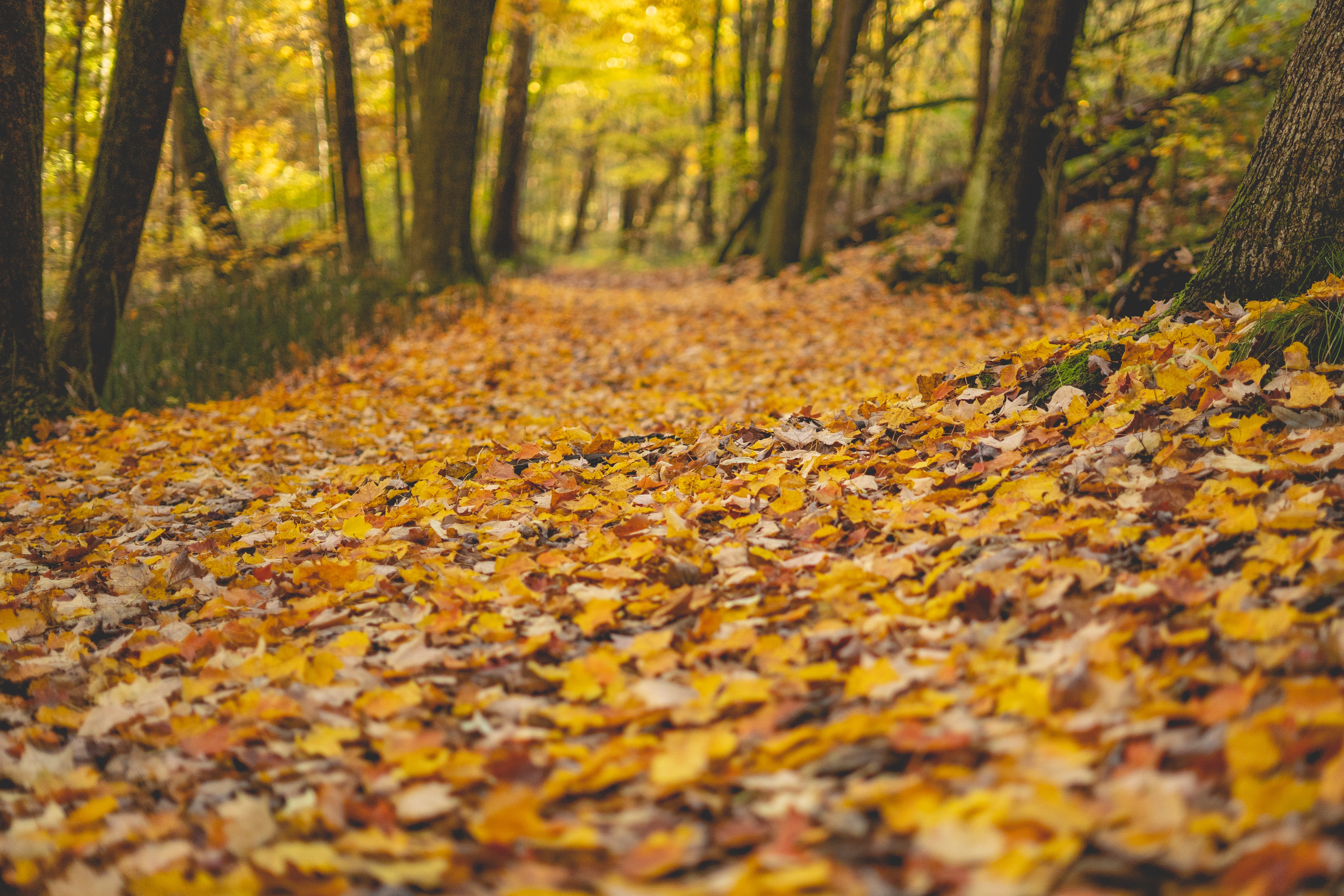 Fall Forest Nature - S2079