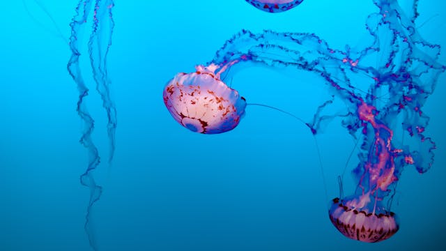 Jellyfish - S112