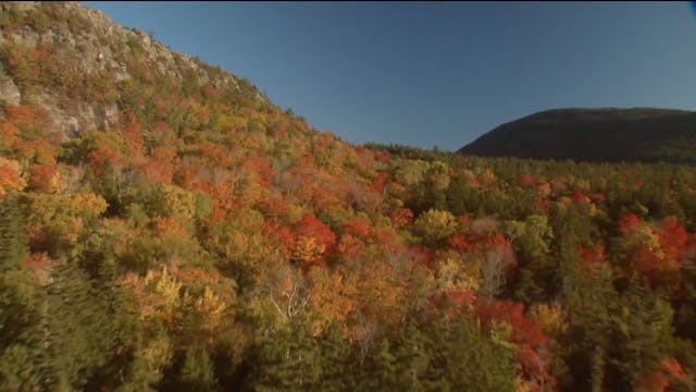 S602 - "Over Acadia In Autumn"