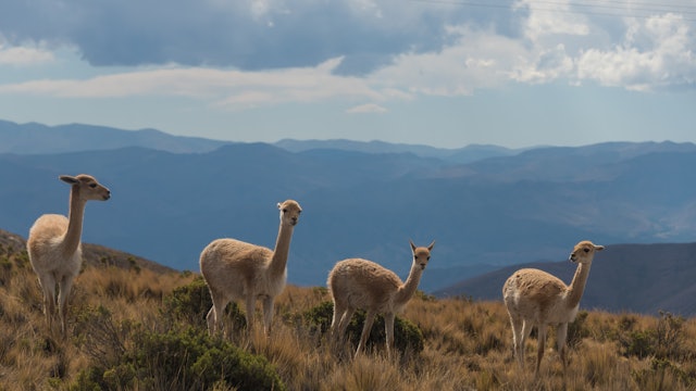 Andean Mountain Wildlife - S4033