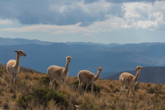 Andean Mountain Wildlife - S4033