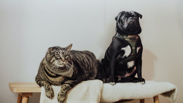 Dogs & Cats - S2047