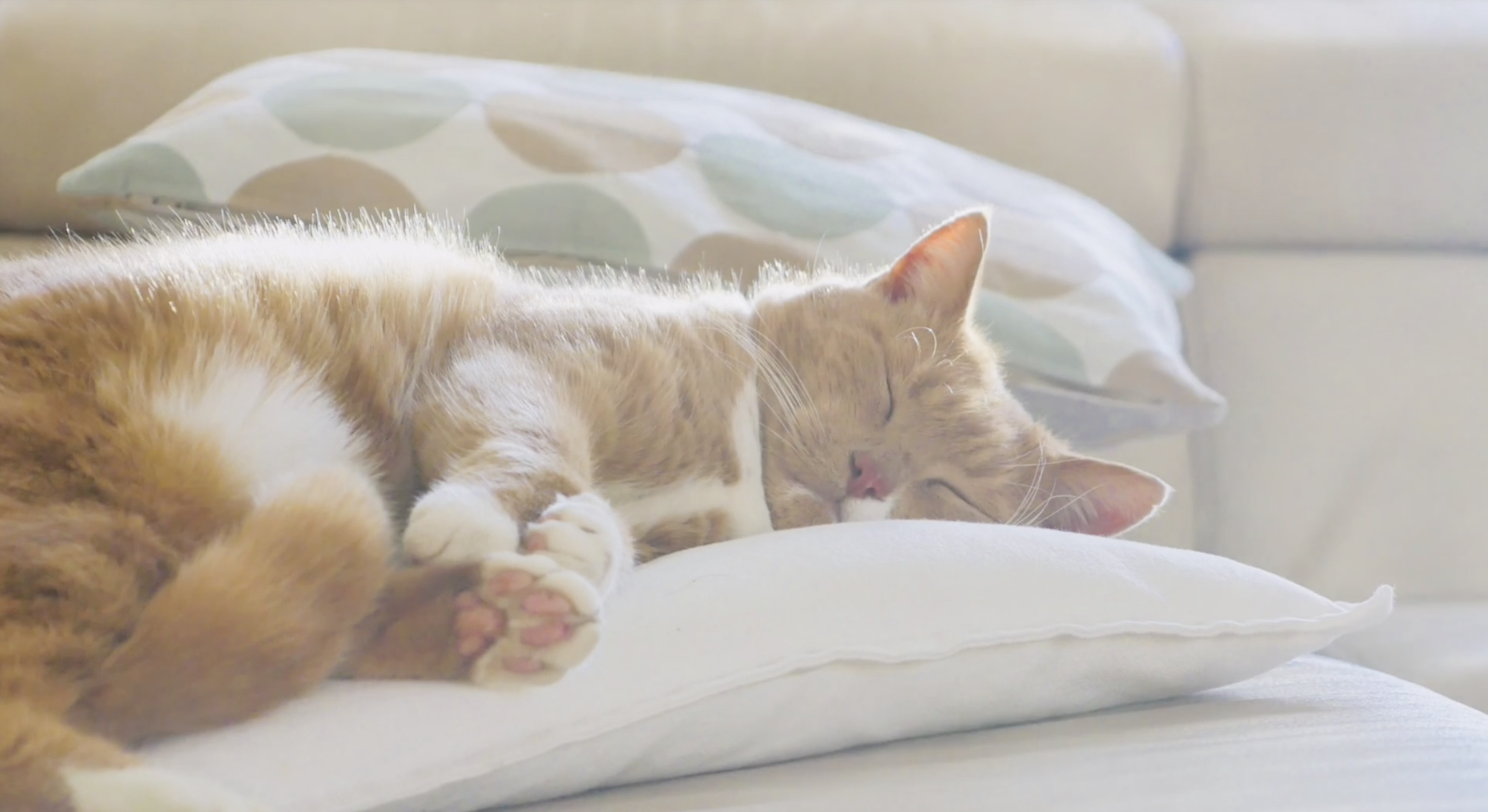 Cat Relaxation - S8003