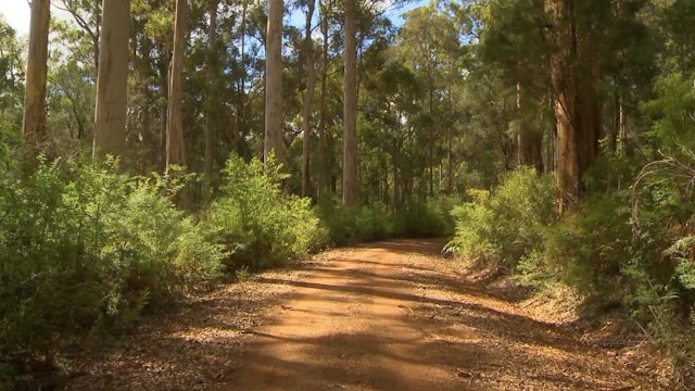 S6000 - "South Australian Forest Walk"