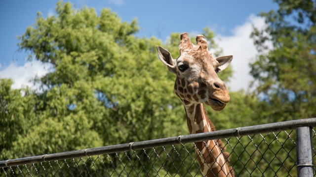 A Day at the Zoo - S4253 