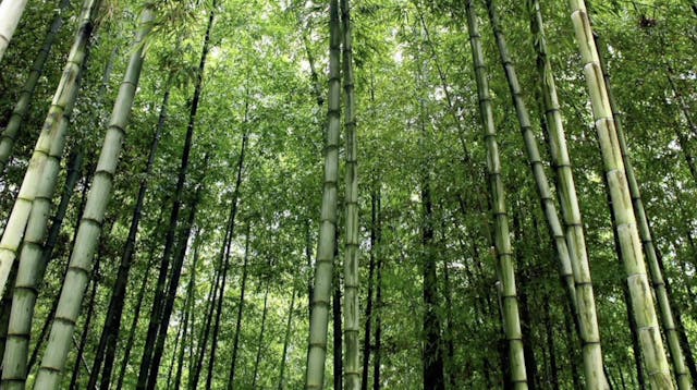 Deep Forest Meditation - S3419