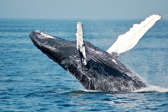 Tahiti Journey & Whales - S2016