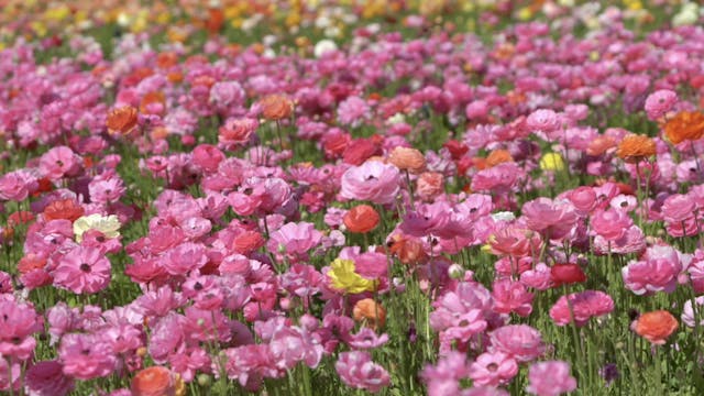 "Spring Super Bloom" - S2015