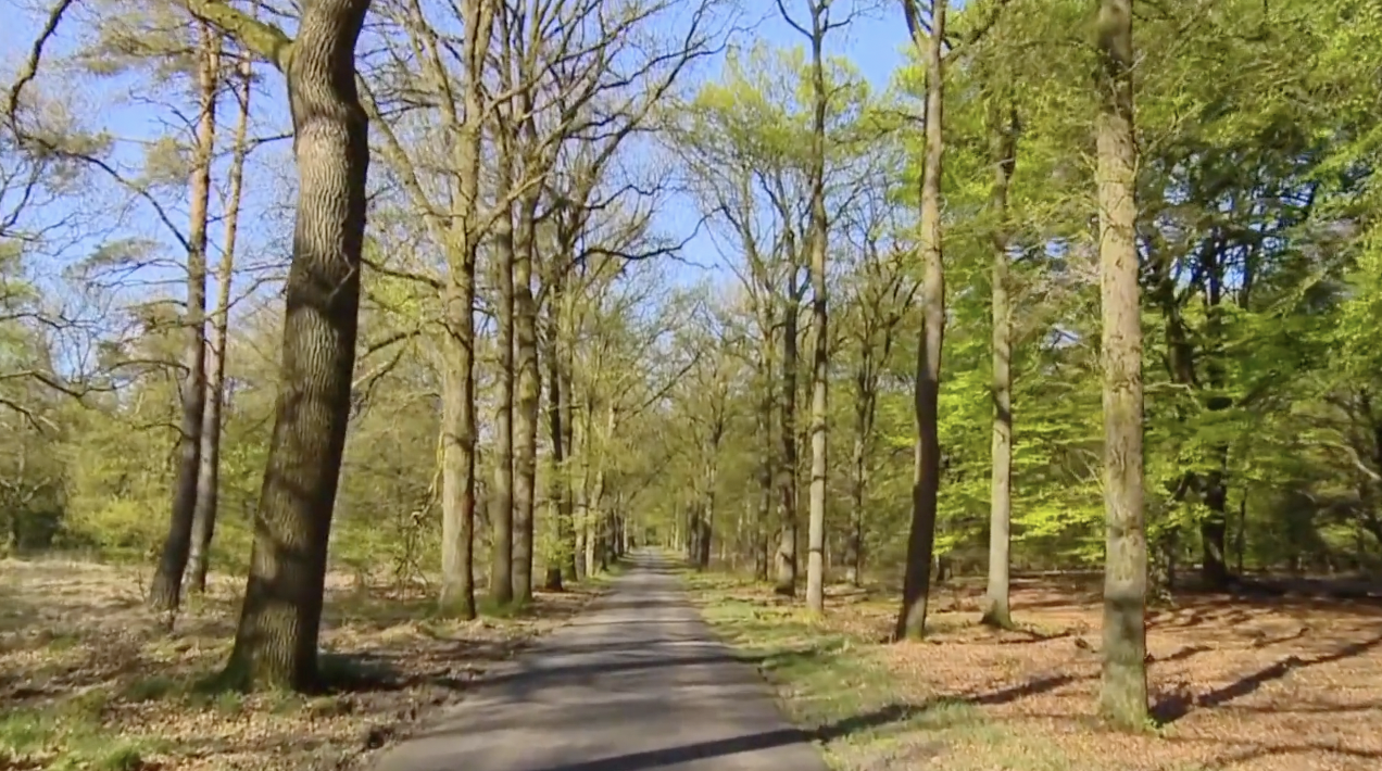 Holland Park Walk - S6071 