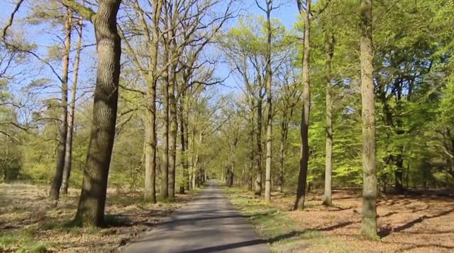 Holland Park Walk - S6071