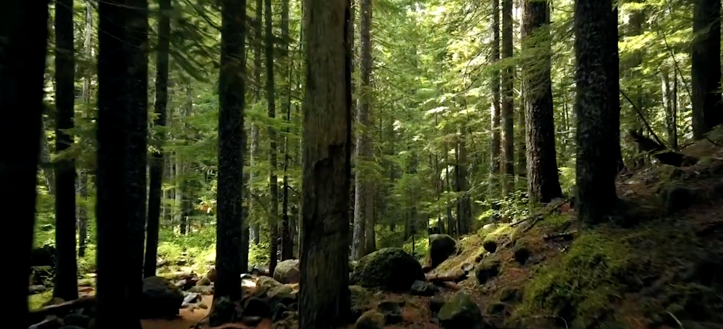 Take a Walk Down...Virtual Walks