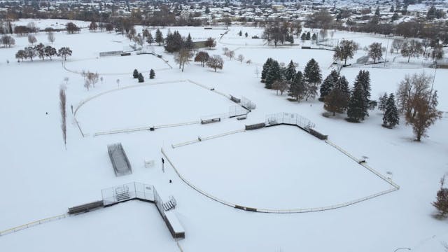 Unexpected Wildlife: City Lynx