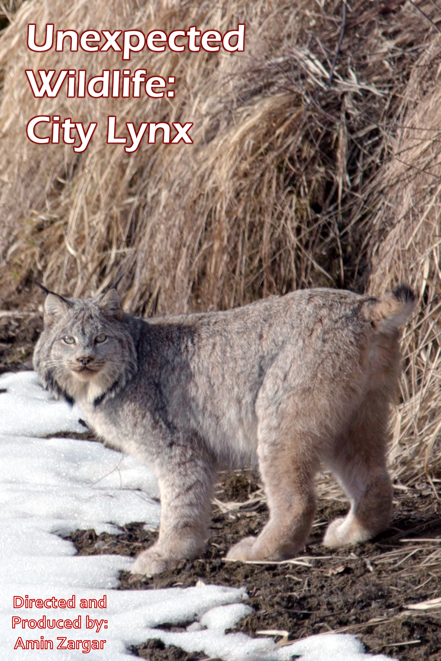 Unexpected Wildlife: City Lynx