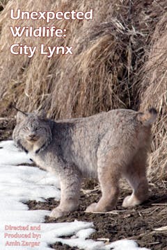 Unexpected Wildlife: City Lynx