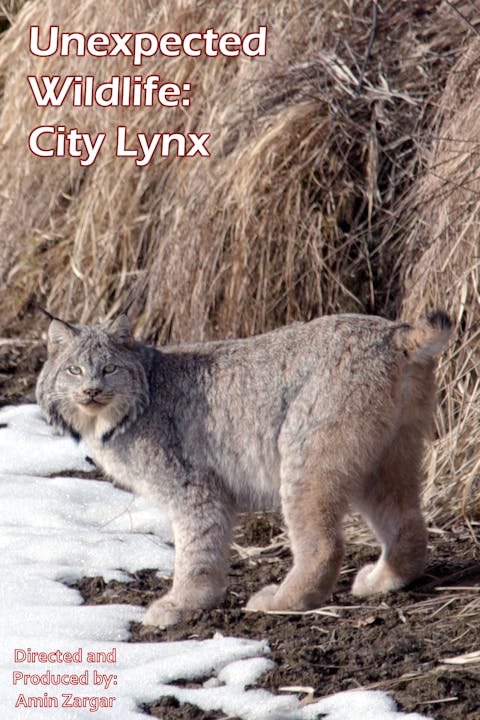 Unexpected Wildlife: City Lynx