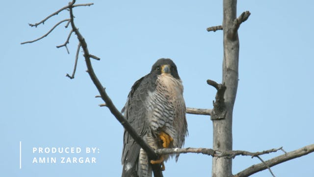 Unexpected Wildlife: City Peregrine