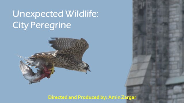 Unexpected Wildlife: City Peregrine