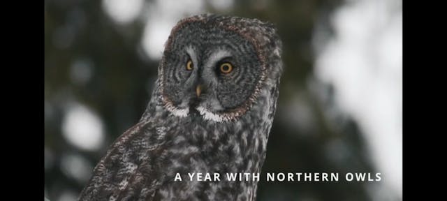A Year With Northern Owls