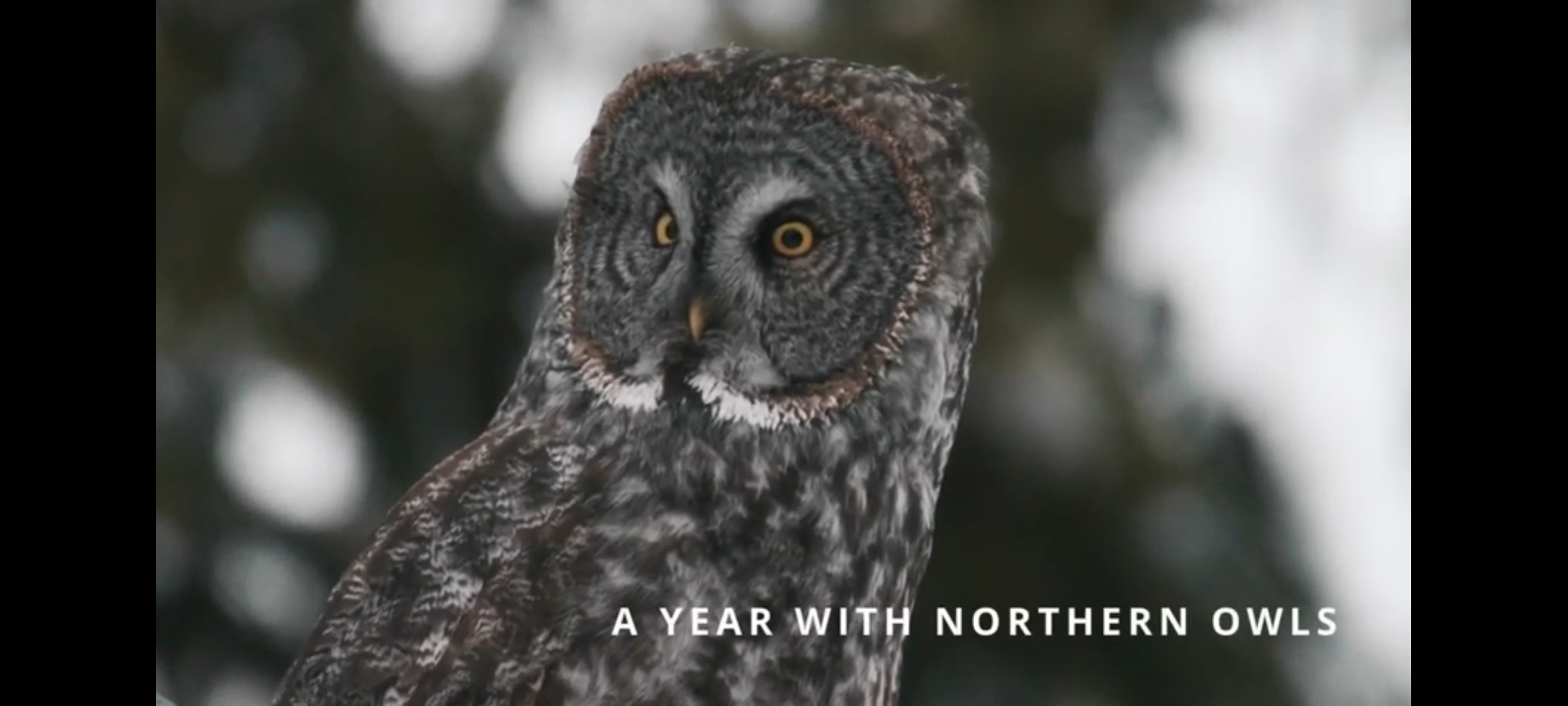 A Year With Northern Owls
