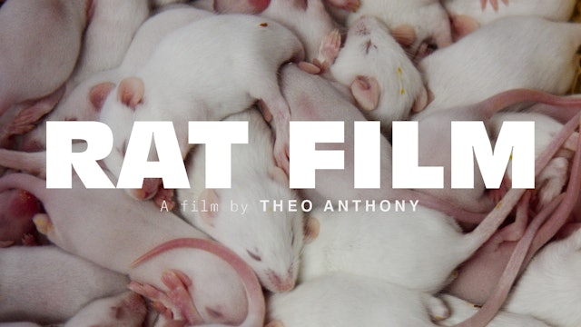 Stream Rat Film at home