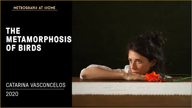 The Metamorphosis of Birds