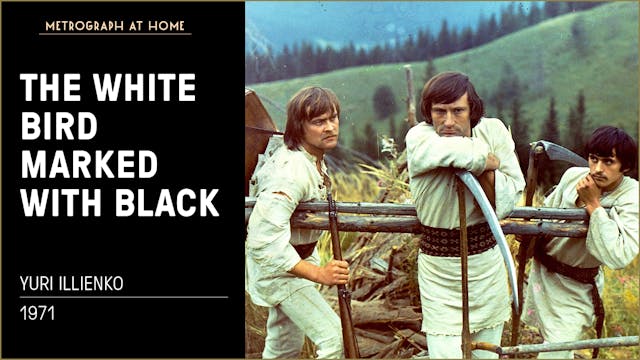 The White Bird Marked With Black