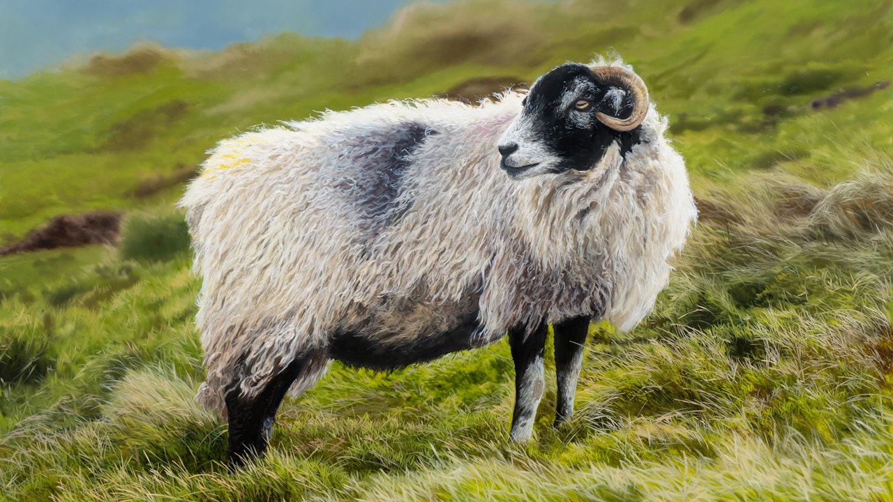 HOW TO PAINT A SHEEP