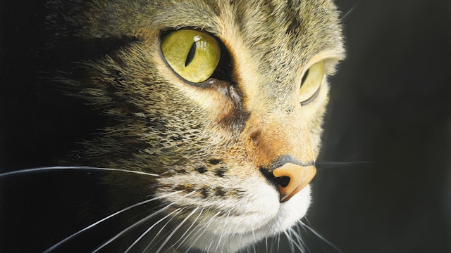 Tabby Cat - Advanced Level 3