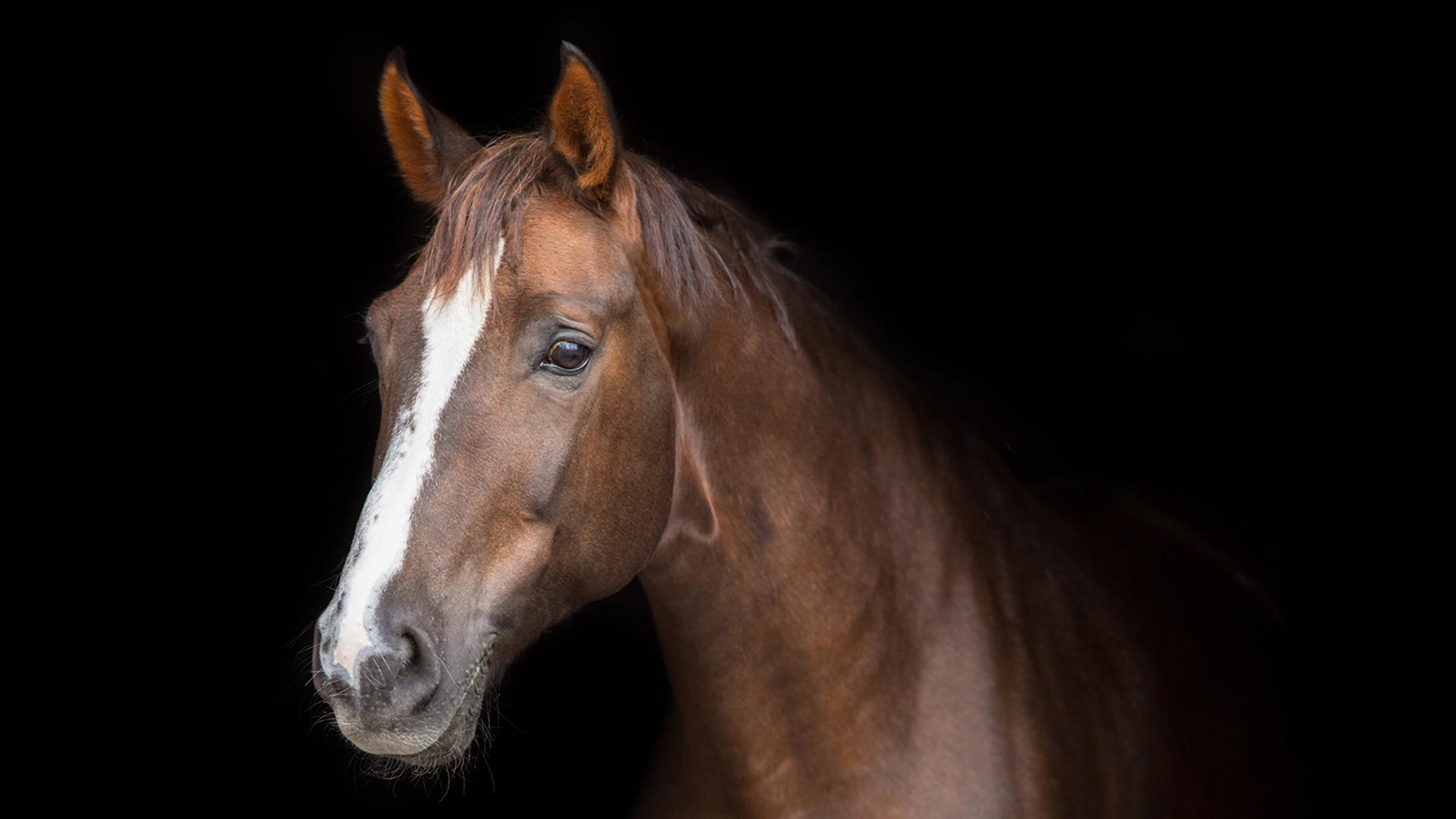 How To Paint a Horse - Advanced Level 3