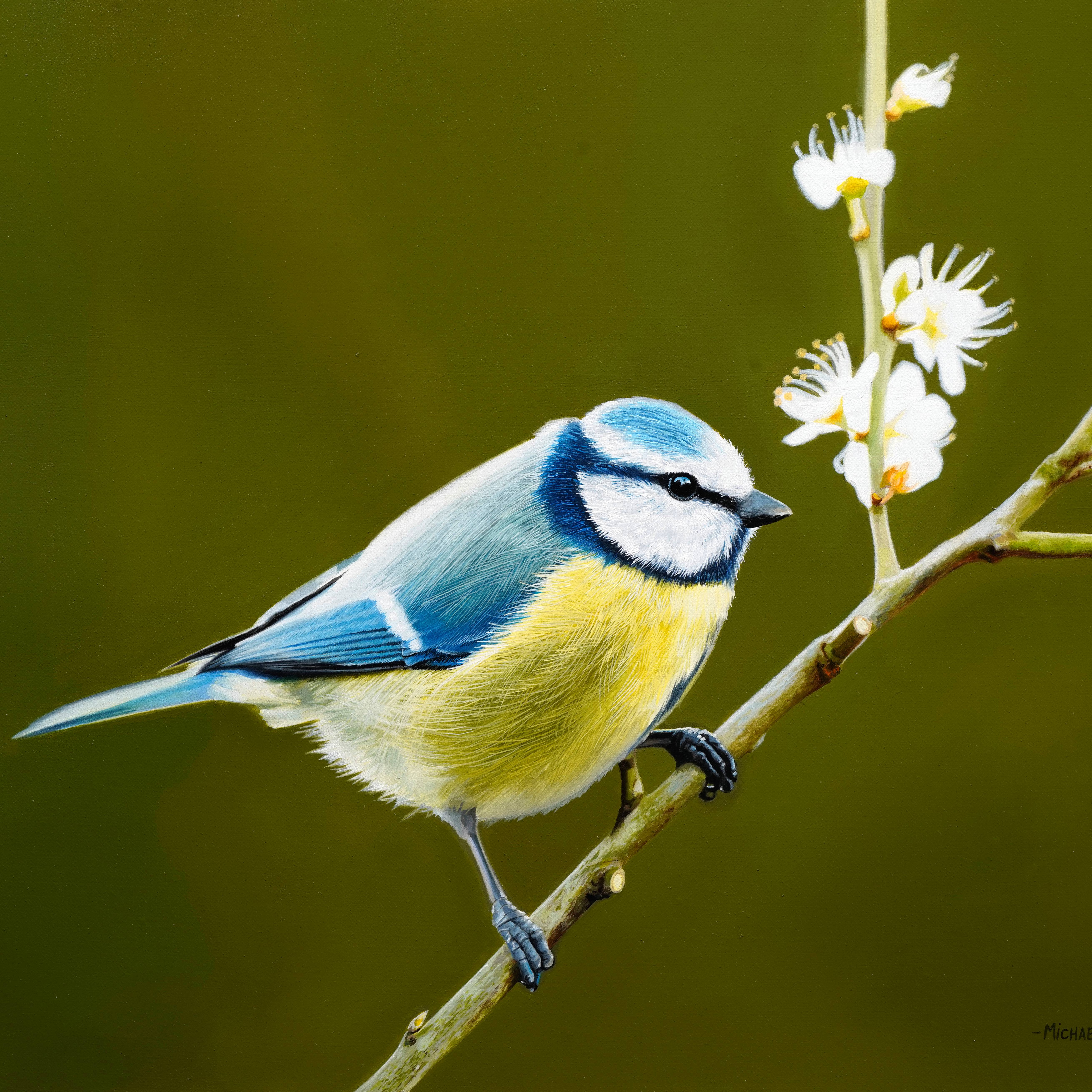 Blue Tit - Advanced Level 2