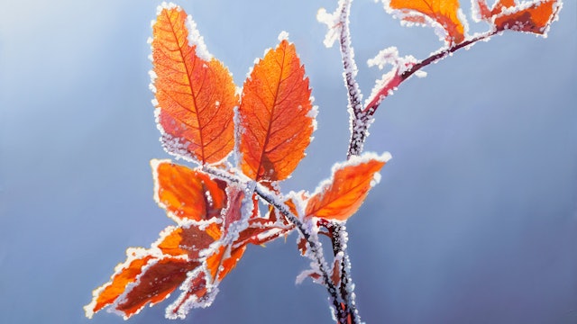 Frosty Leaves - Advanced Level 1