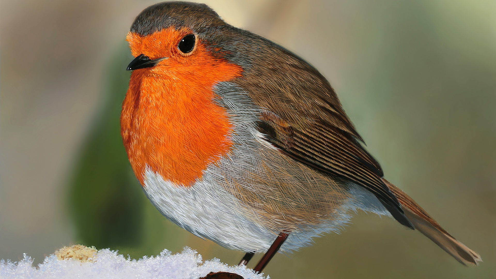 How To Paint a Robin - Advanced Level 2