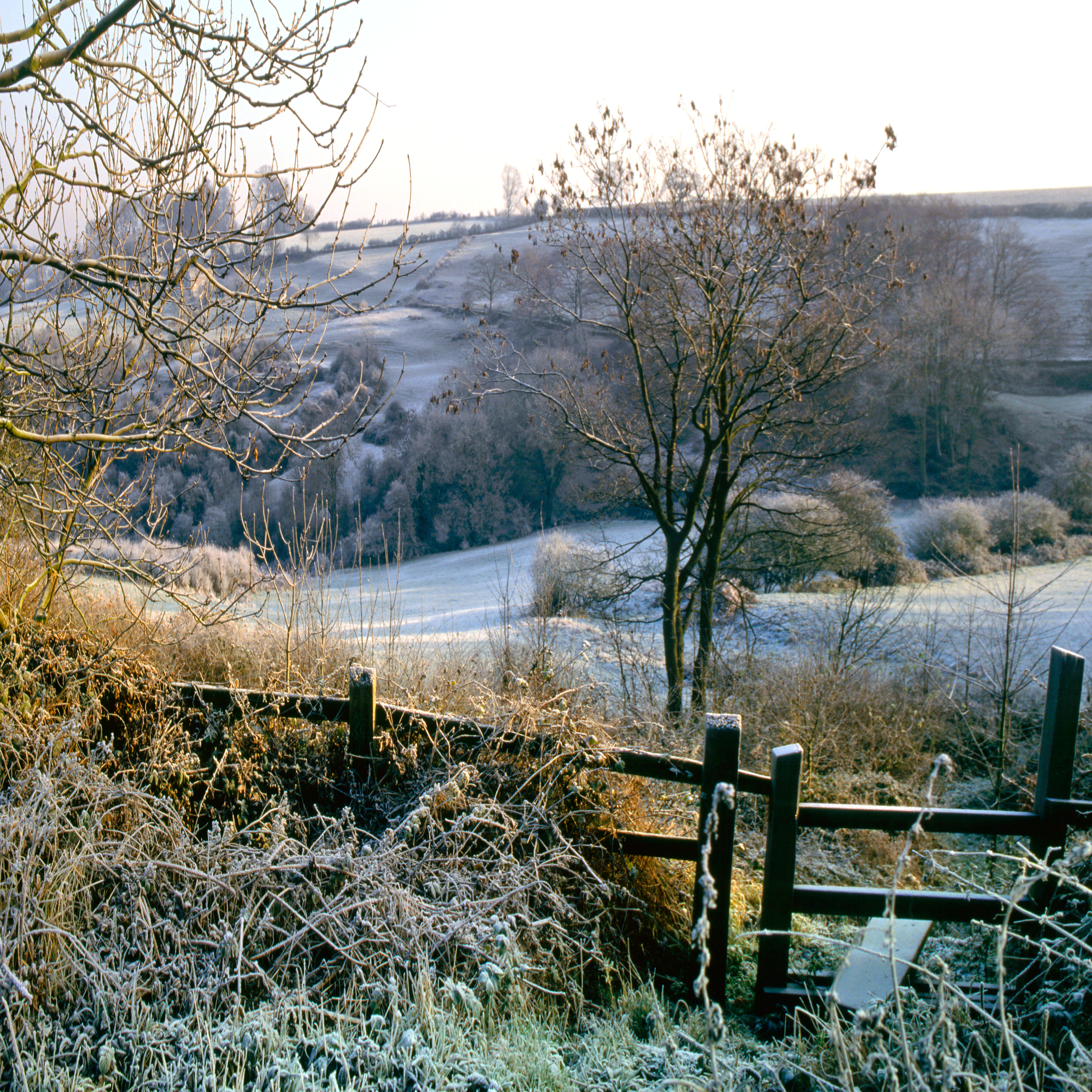 December Frost Reference Photo.jpg
