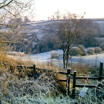 December Frost Reference Photo.jpg