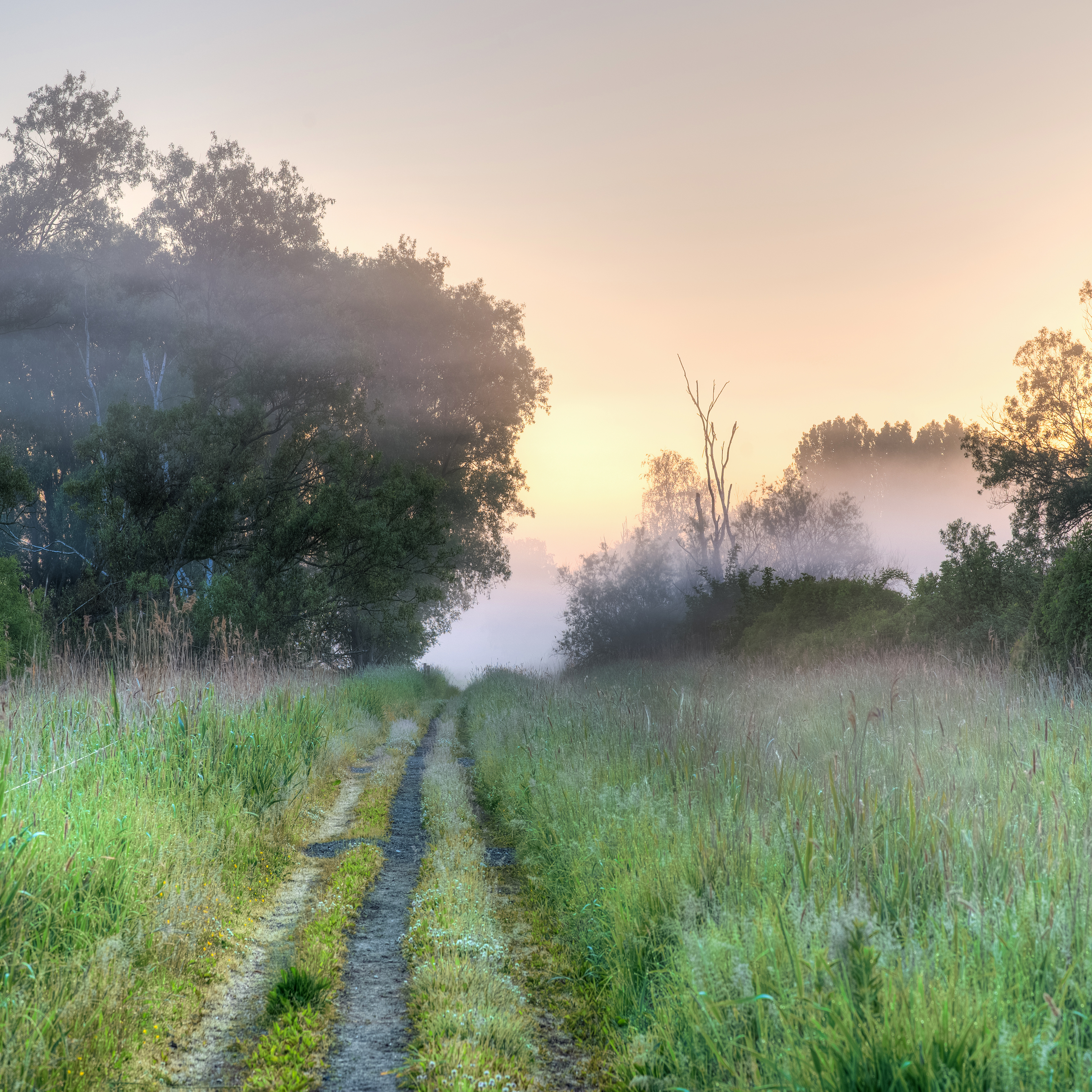 Misty Morning Reference Photo.jpg